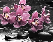 Панно Спа Орхидея 40*50